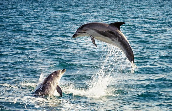 Delfin und Co: soziale Großhirne wie wir