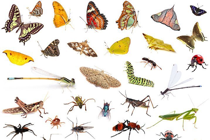 Deutschland verliert seine Insekten