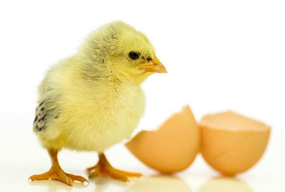 Eier: Keimfrei auch ohne Formaldehyd