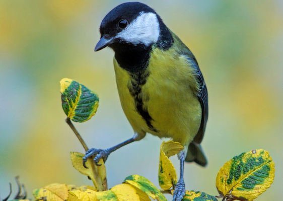 Evolution im Garten: lang gefütterte Schnäbel