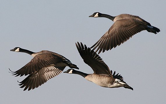 Gänse: Städte als sichere Refugien