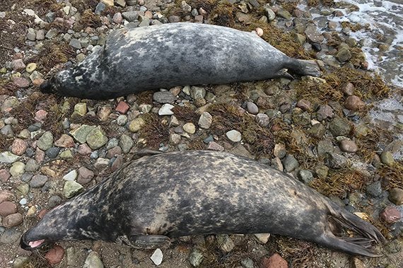 Ostsee: Tote Robben geben Rätsel auf