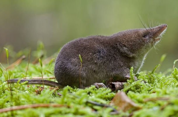 Spitzmäuse haben Winter-Schrumpfköpfe