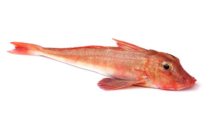 Stumm wie ein Fisch?