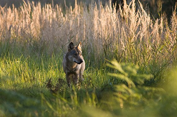60 Wolfsrudel in Deutschland