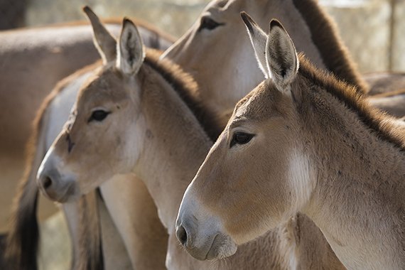 Die Wildesel kehren zurück