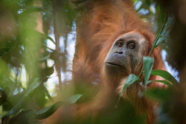 Es gibt eine dritte Orang-Utan-Art!