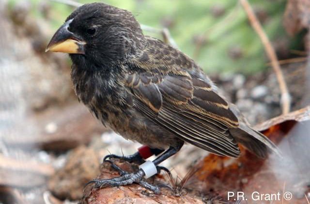 Neue Vogelart nach zwei Generationen