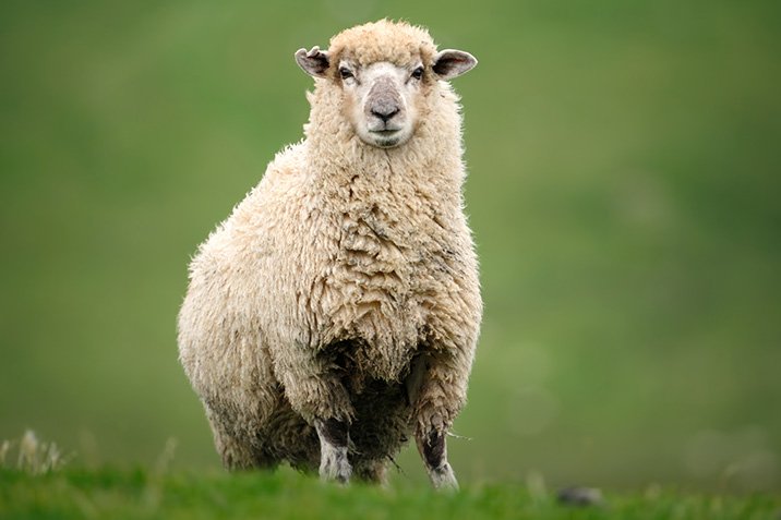 Schafe erkennen unsere Gesichter