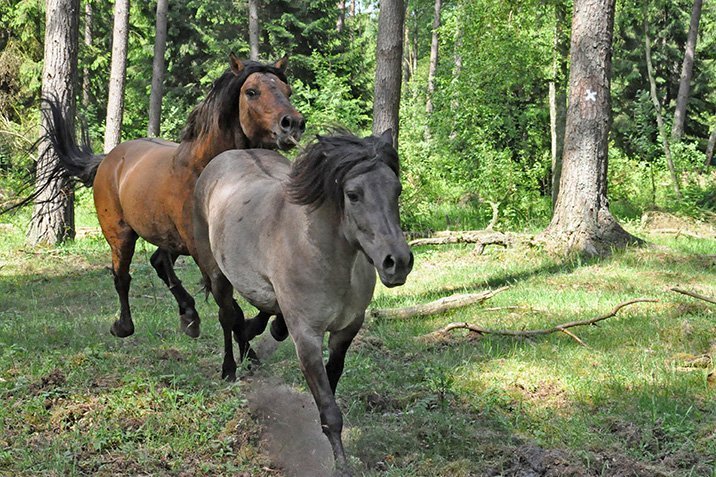 Wildpferde: Überlebt durch Farbwechsel?