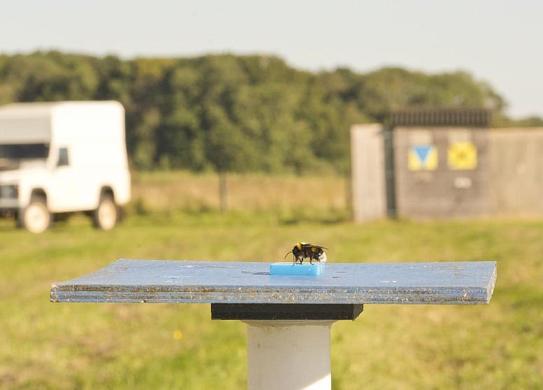 Clever! Hummeln optimieren Flugrouten