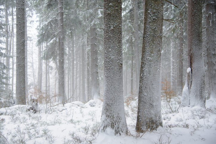 Friert ein Baumstamm im Winter durch?