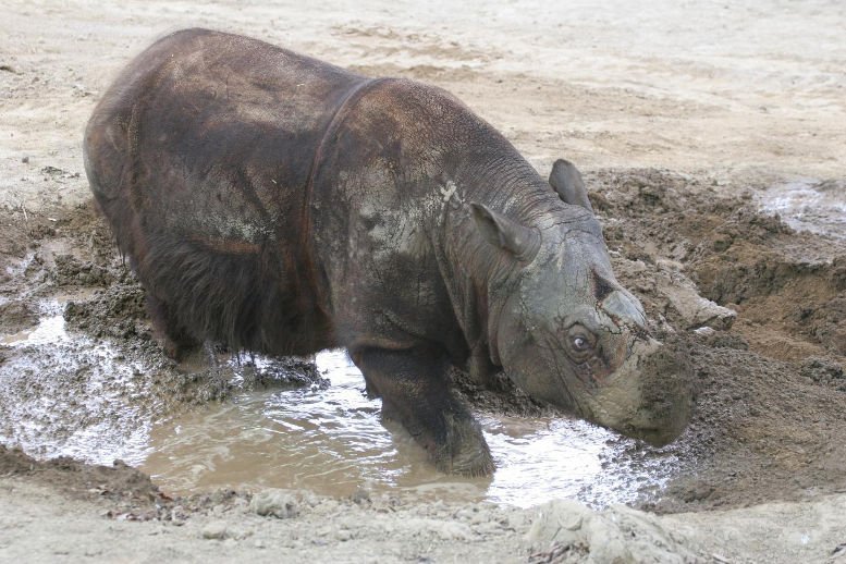 Genetische Signatur eines Niedergangs