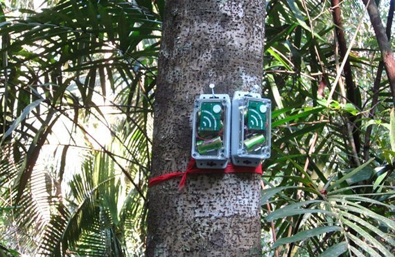 Lauschangriff im Wald