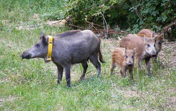 Schlaue Schweine