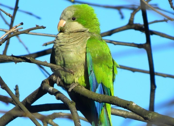 Vogelfrei