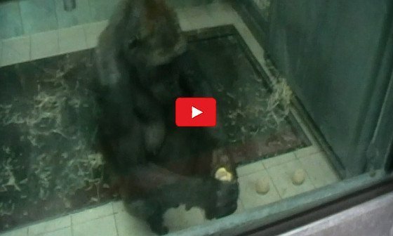 Was Gorillas mit einem schmutzigen Apfel machen