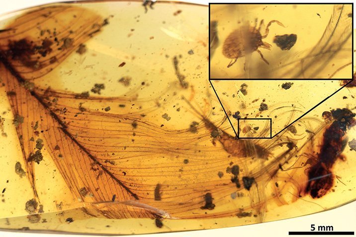 Zecken parasitierten schon die Dinosaurier