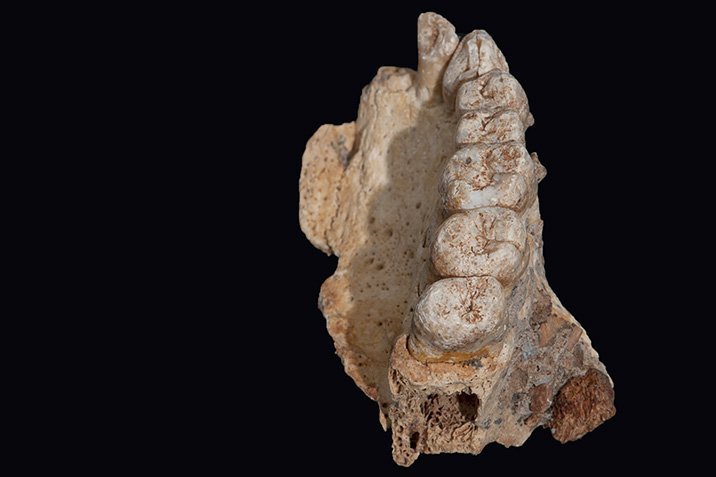 Ältester Homo sapiens außerhalb Afrikas