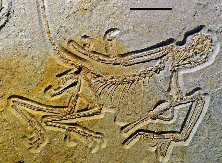 Archaeopteryx: Nummer elf ist der älteste