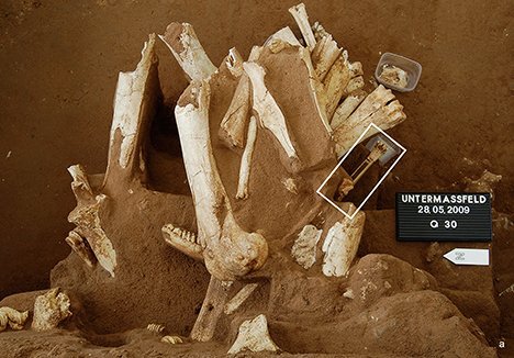 Fossil-Klau statt Sensationsfund
