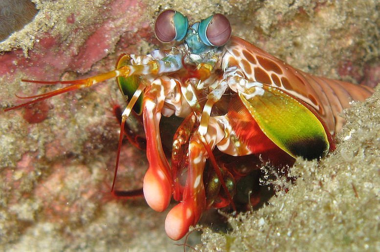 Geheimnisse tierischer Schlagkraft gelüftet