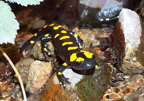 Hilfe für Deutschlands Feuersalamander