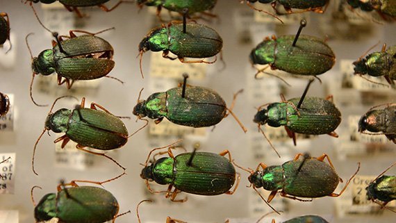 Klimawandel schrumpft Käfer