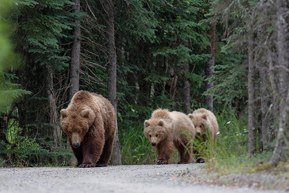 Menschen schränken Tierwanderungen ein
