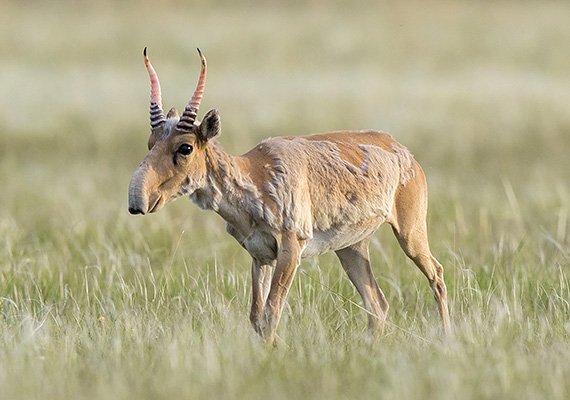 Rätsel des Saiga-Sterbens gelöst