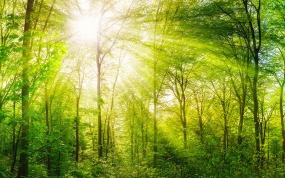 Waldschutz: Wie ist der Stand?