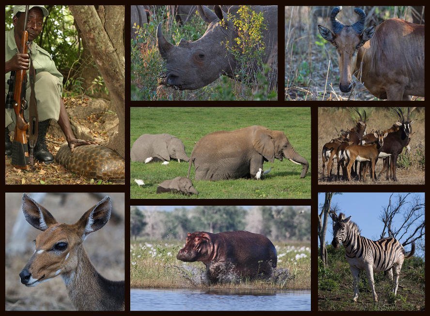 Was Kriege in Afrikas Tierwelt anrichten