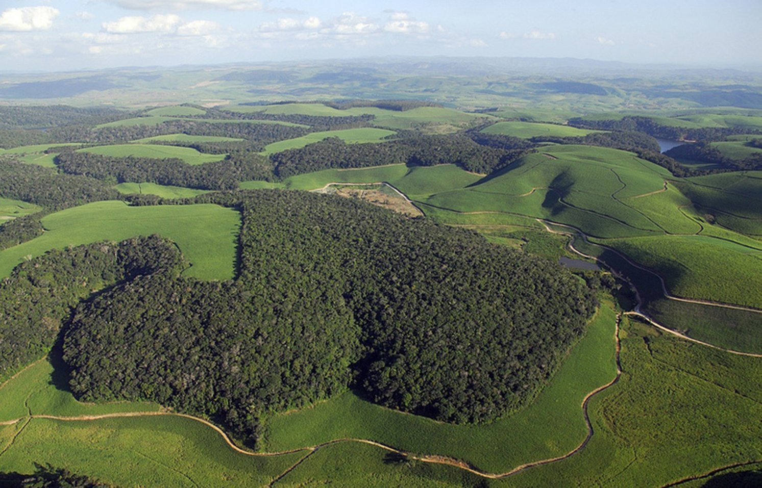 Galoppierende Fragmentierung der tropischen Wälder droht