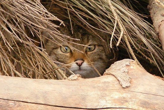 Heimische Wildkatzen bleiben unter sich