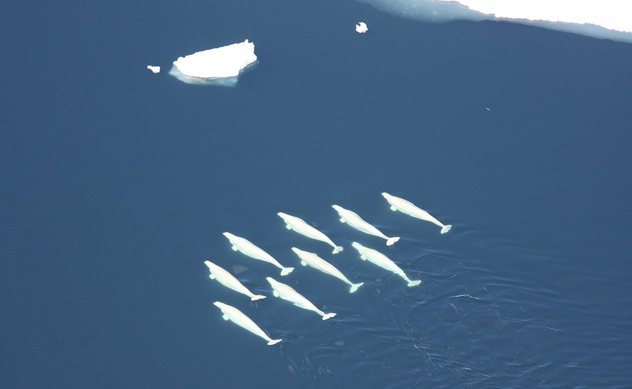 Ohne Meereis tauchen Belugas tiefer