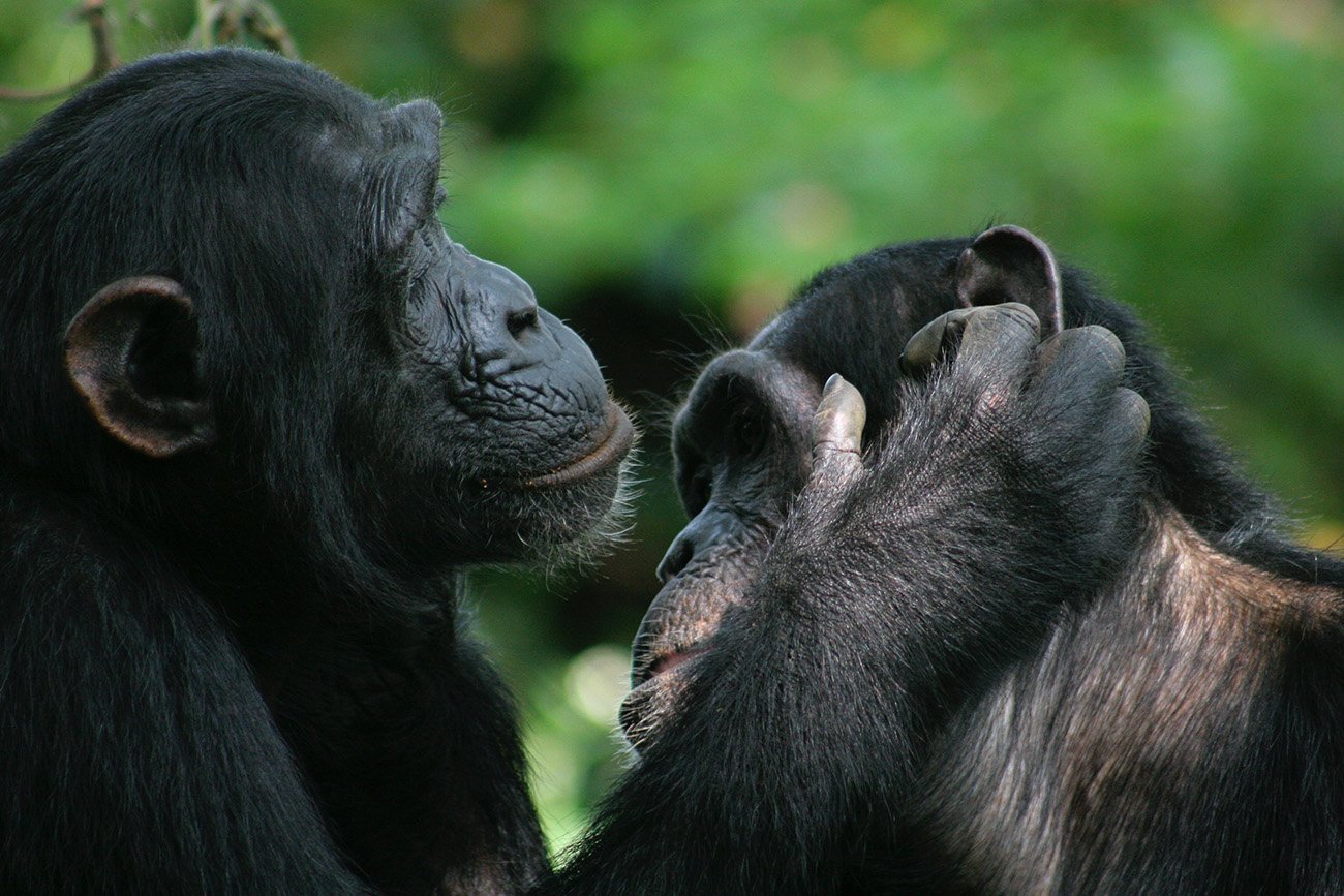 Schimpansen und Bonobos verstehen einander