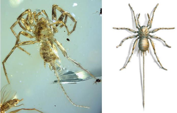 Spinne mit Schwanz in Bernstein entdeckt