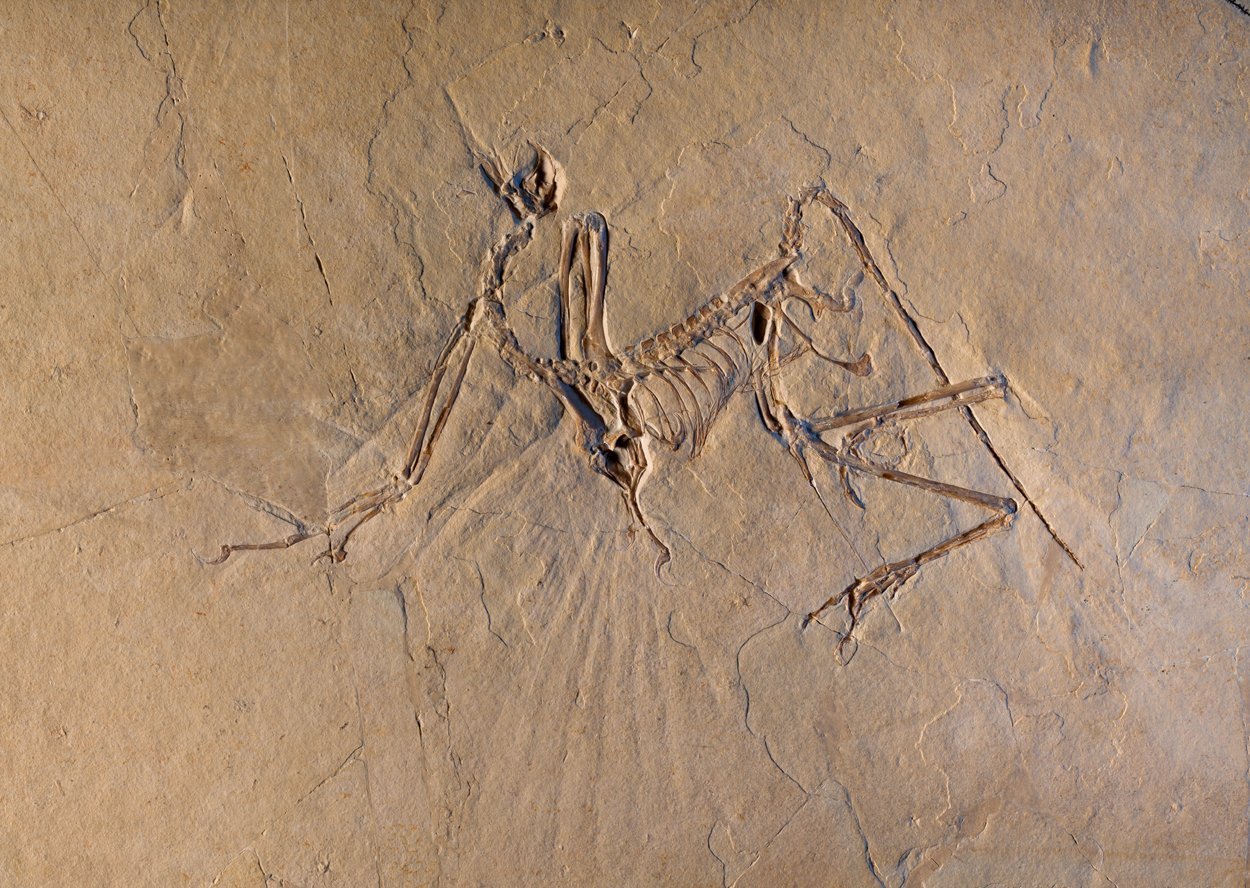 Archaeopteryx: Und er flog doch