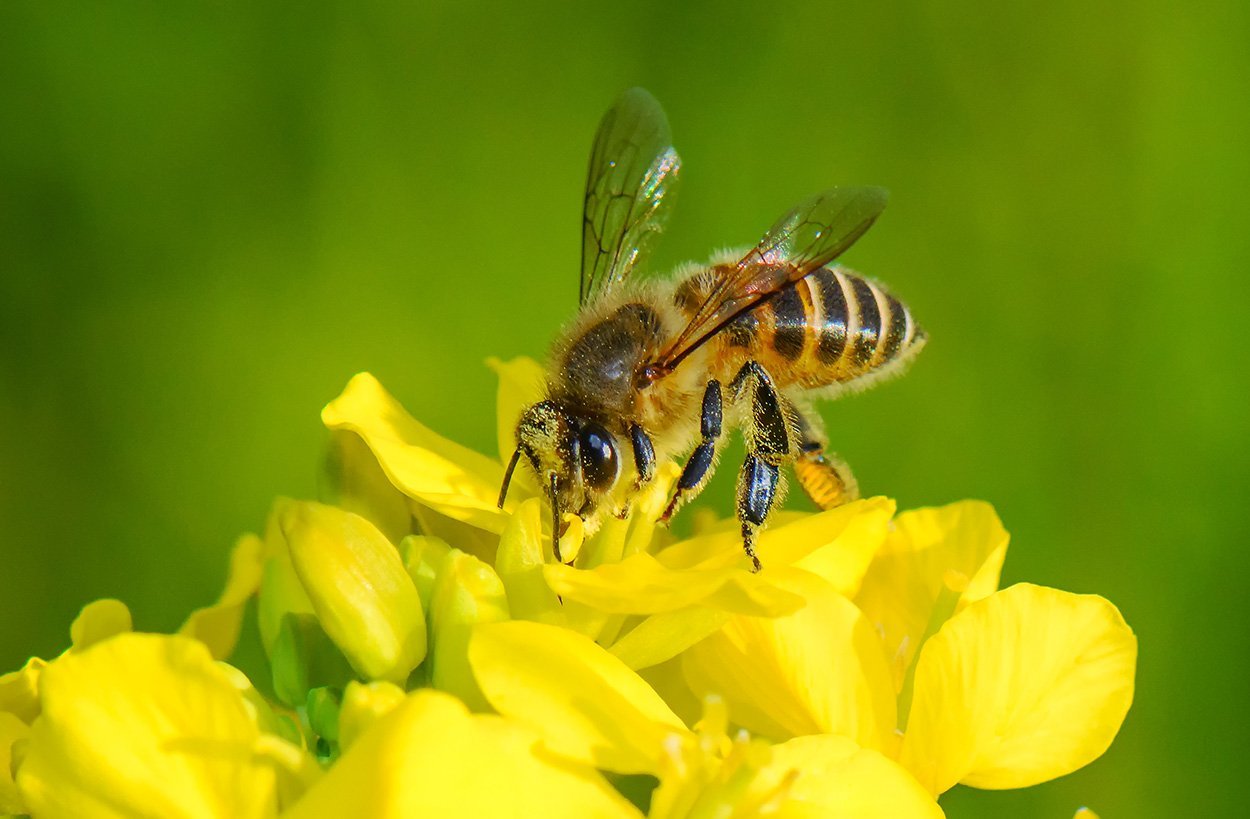 EU-Behörde bestätigt Neonicotinoid-Schadwirkung