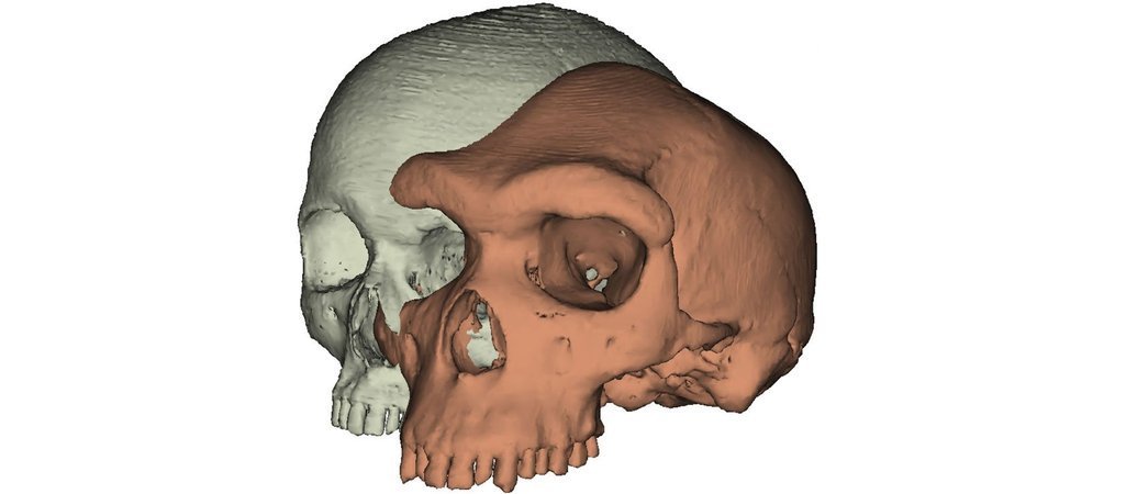 Evolution: Die Rolle der Augenbrauen