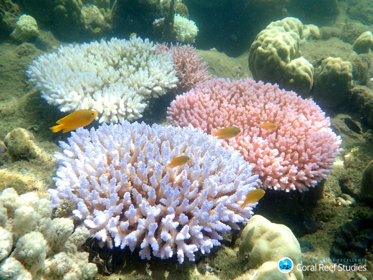 Schlimmer Schaden am Great Barrier Reef