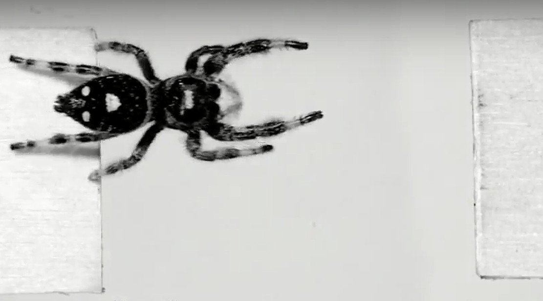 Spinne „Kim“ springt für die Forschung