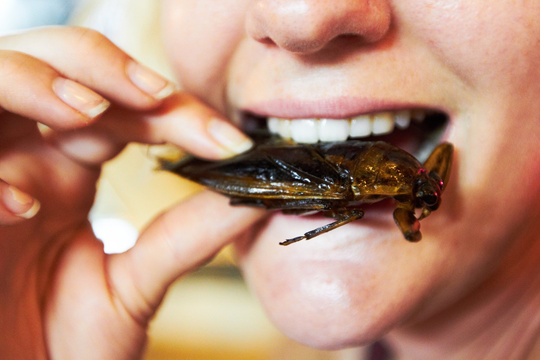 Wir Insektenfresser