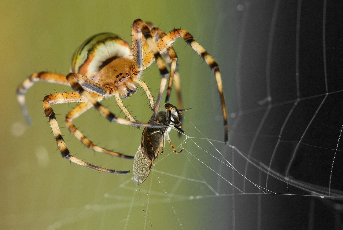 Warum klebt die Spinne nicht im eigenen Netz?