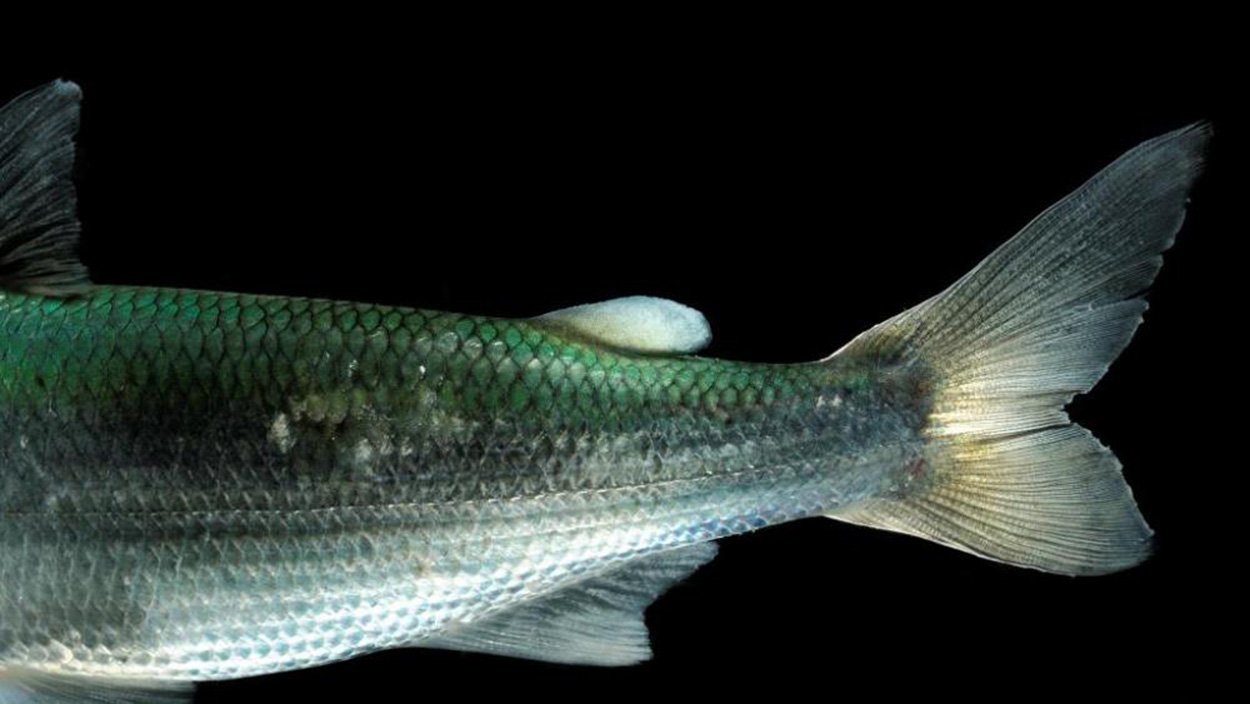 Wie gut kennen wir unsere Fische?