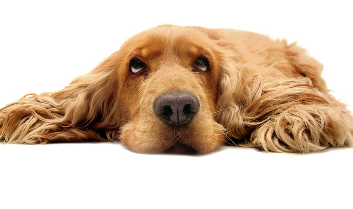 Gibt es pessimistische Hunde?