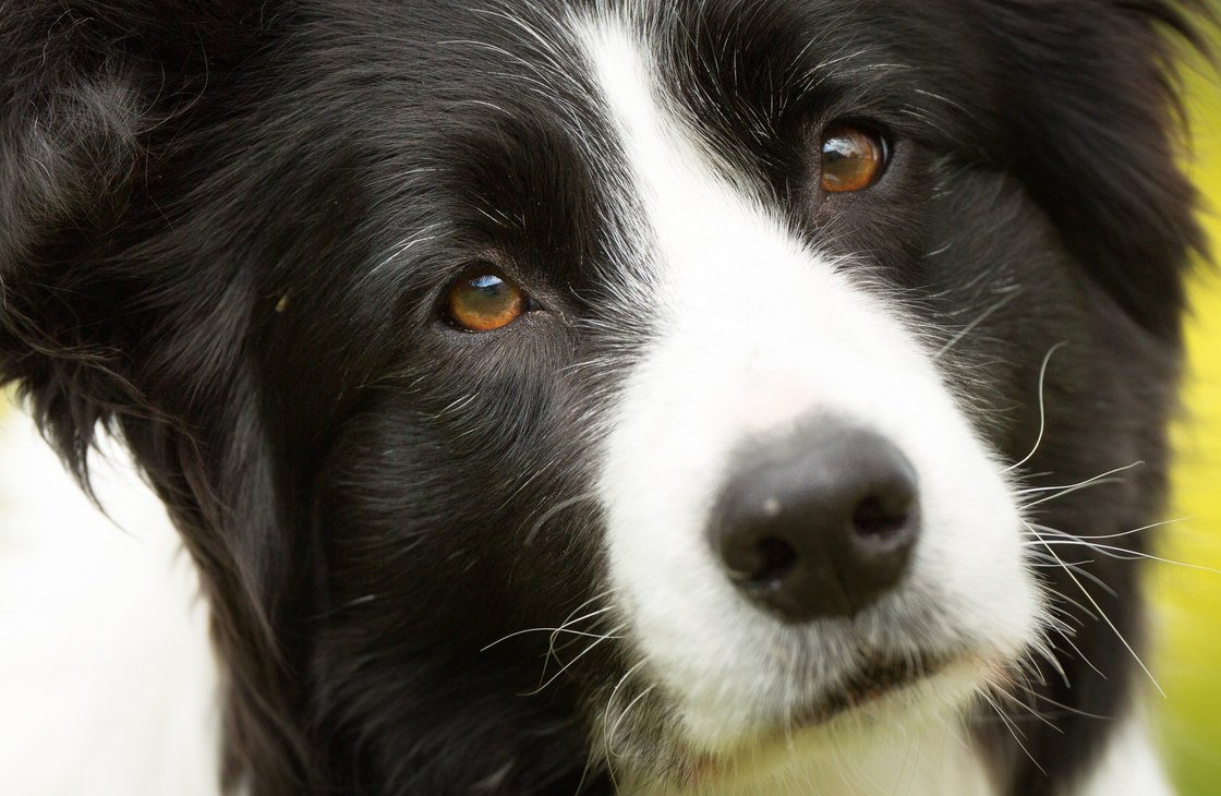 Wissen Hunde, ob man weiß?