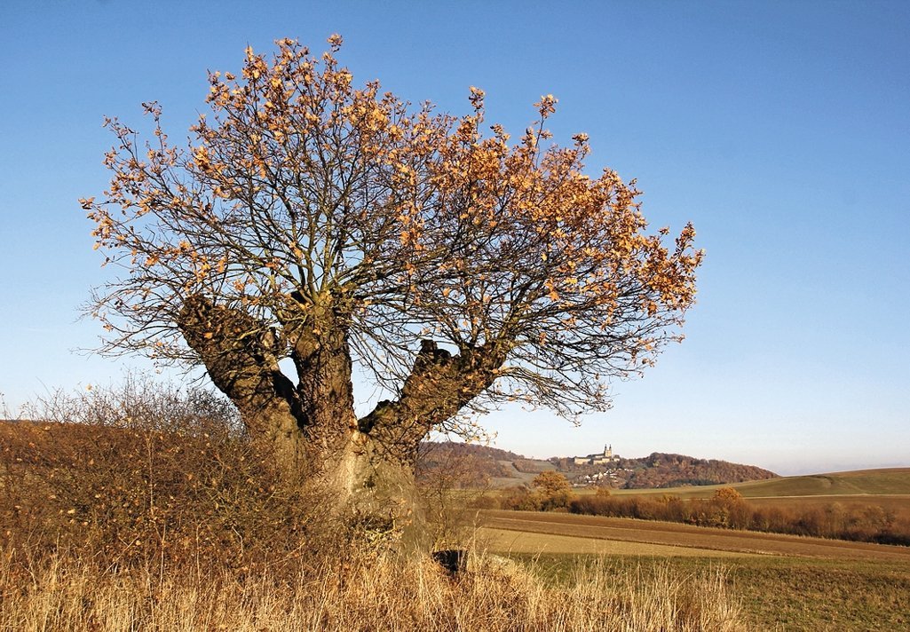 Richtig alte Eiche