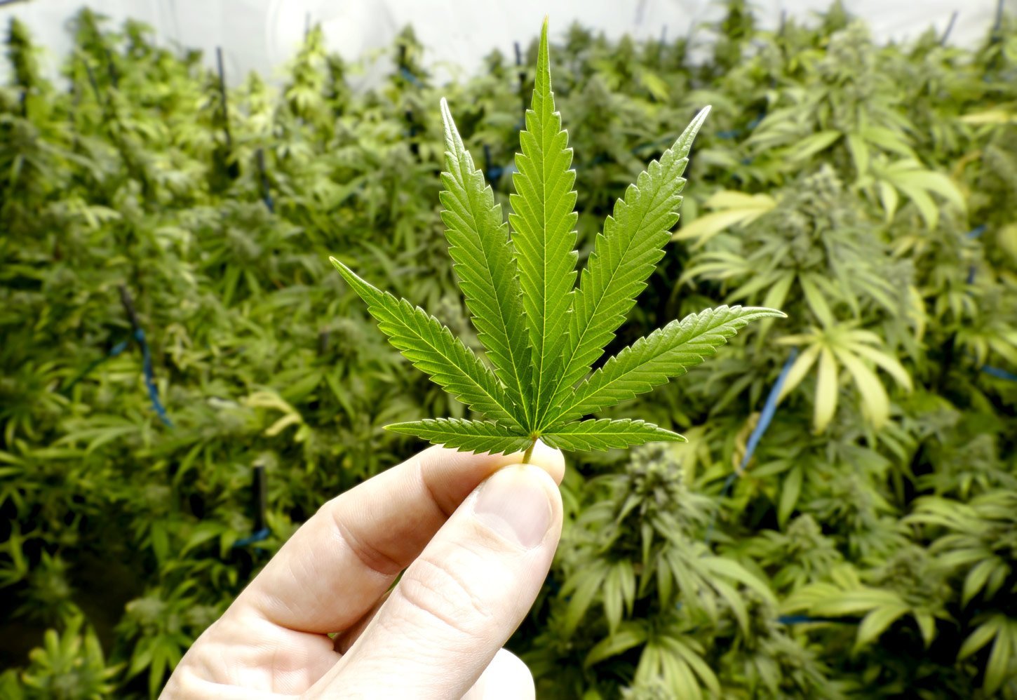 Hefe produziert Cannabis-Wirkstoffe