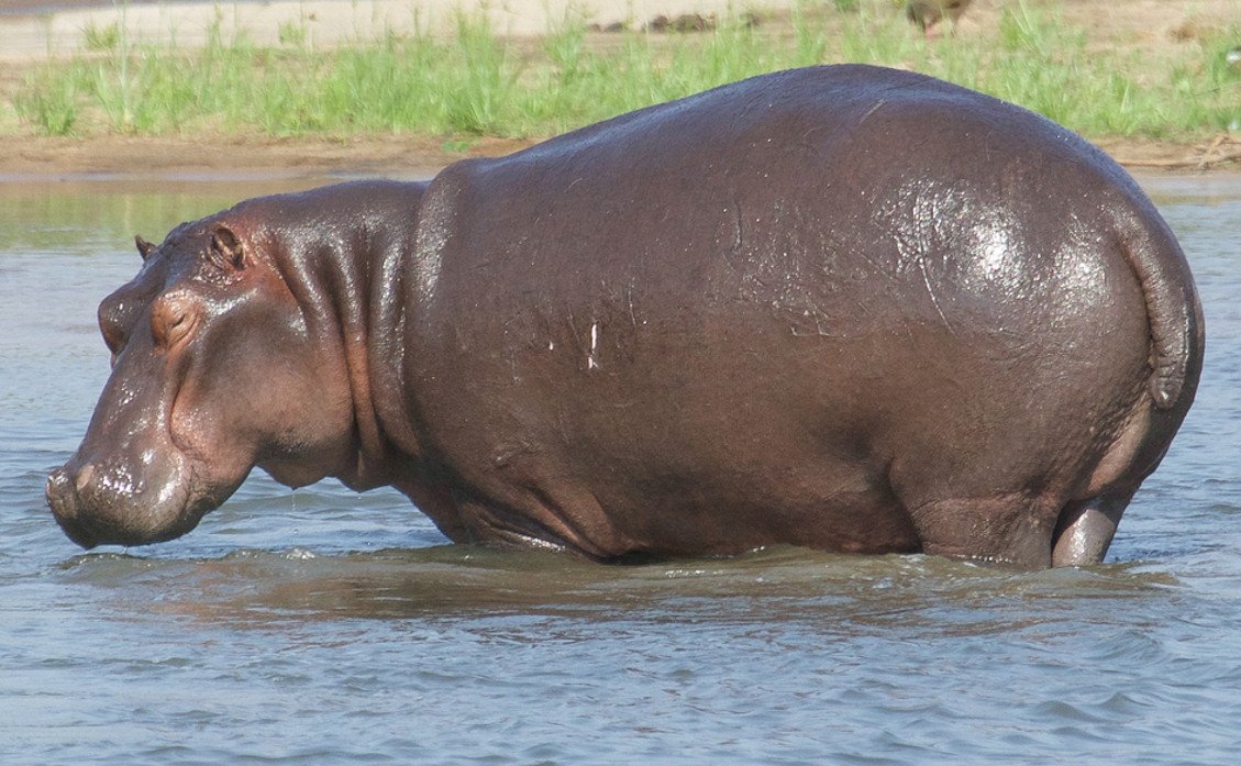 Was bestimmt die tierische Bauchgröße?